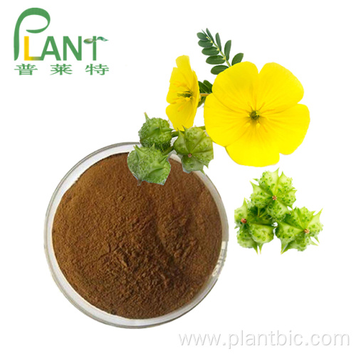 Natural tribulus terrestris extract powder saponin